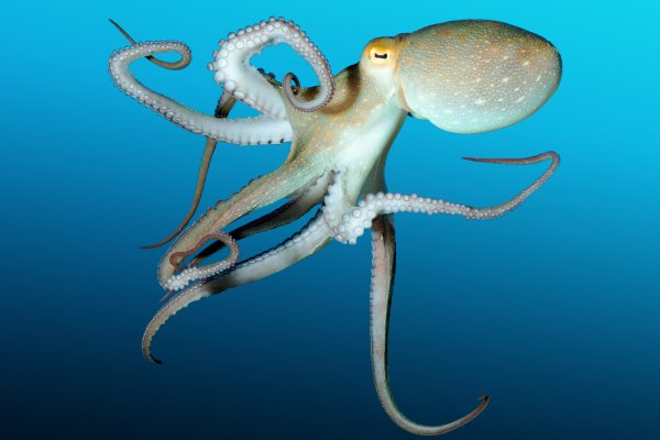 Kraken at зеркало
